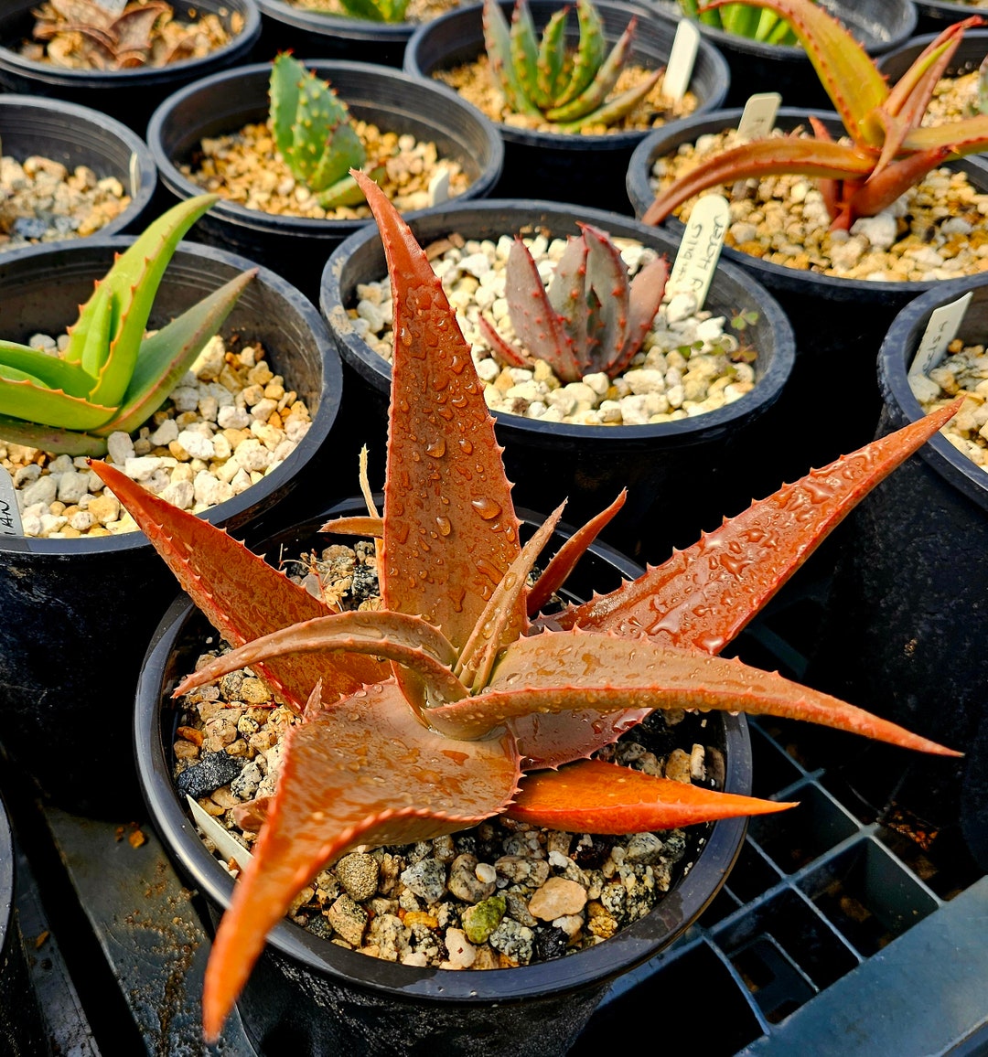 Aloe Mint Chocolate: Circadian Rhythm Hybrid Aloe (1g) - Etsy