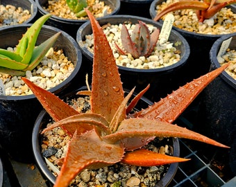 RARE Crimson Dragon Aloe Plant - Etsy