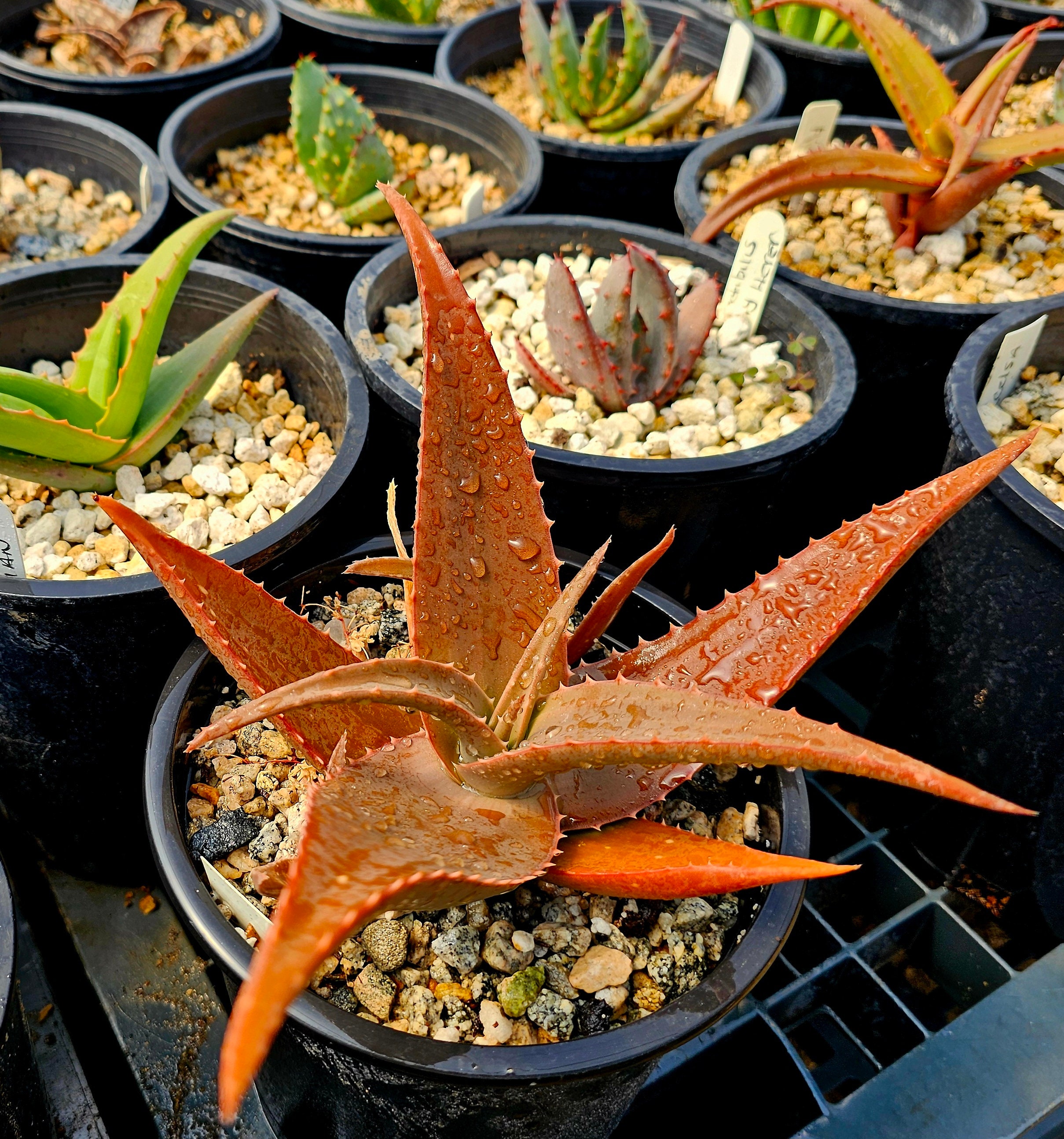 アロエ hyb. アロエ ハイブリッド Aloe hybrid 第四種 orc-14 アロエ