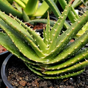 Spiral Aloe Plant - Etsy