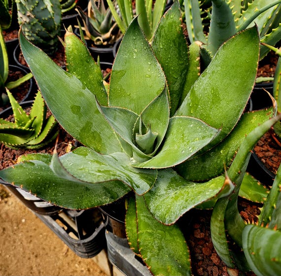 Dwarf Cowhorn Agave Cupreata: Cold Hardy Succulent (1g) - Etsy Israel