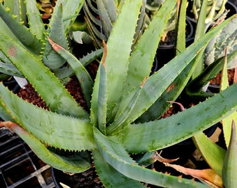 aloe polyphylla pflanze kaufen Spiral Aloe – Aloe polyphylla main image 1