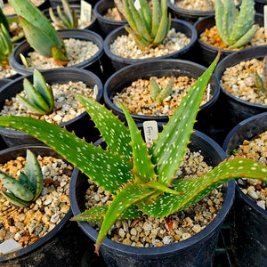 Rare 1g Aloe Turkanensis hybrid. Gorgeous foliage with stunning red teeth and the foliage even redden with stress.Excellent top shelf hybrid image 5