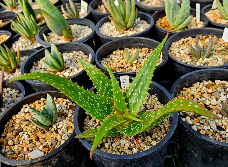 Rare 1g Aloe Turkanensis hybrid. Gorgeous foliage with stunning red teeth and the foliage even redden with stress.Excellent top shelf hybrid image 5