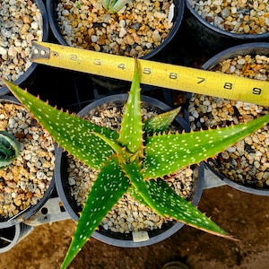 Rare 1g Aloe Turkanensis hybrid. Gorgeous foliage with stunning red teeth and the foliage even redden with stress.Excellent top shelf hybrid Bild 8