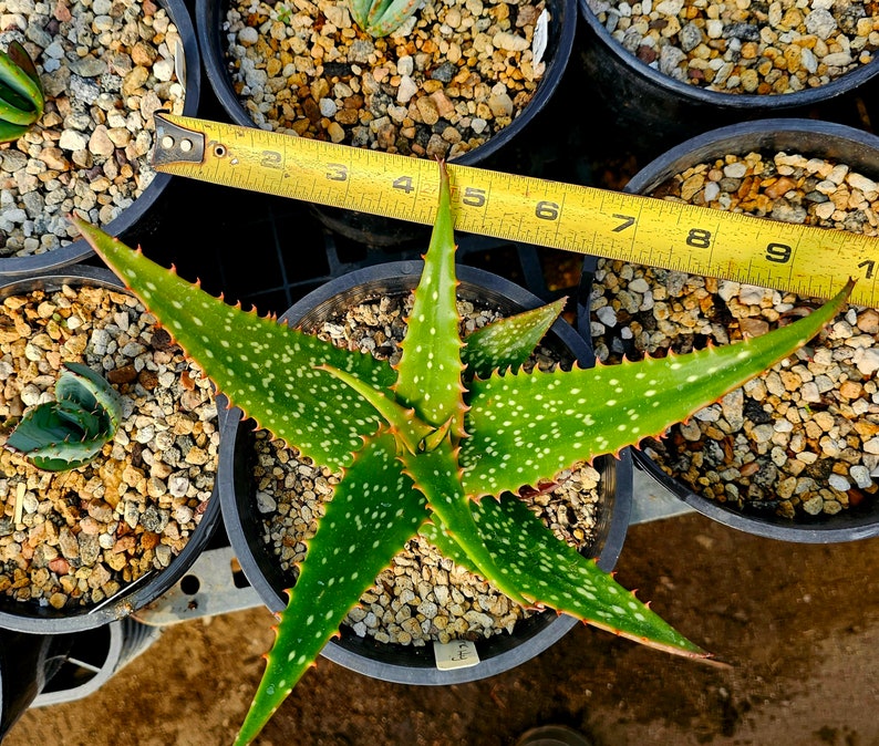 Rare 1g Aloe Turkanensis hybrid. Gorgeous foliage with stunning red teeth and the foliage even redden with stress.Excellent top shelf hybrid Bild 8