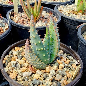 Gorgeous 1g Aloe Gerstneri, rare species from South Africa, KwaZulu-Natal province. Incredible bloomers, must have aloes!