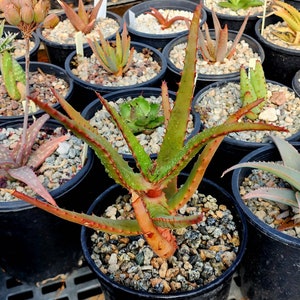 1g Aloe Rupestris. These are tree aloes from South Africa. These get beautiful bottlebrush blooms. Very cold hardy,tested to 27 at CR image 3