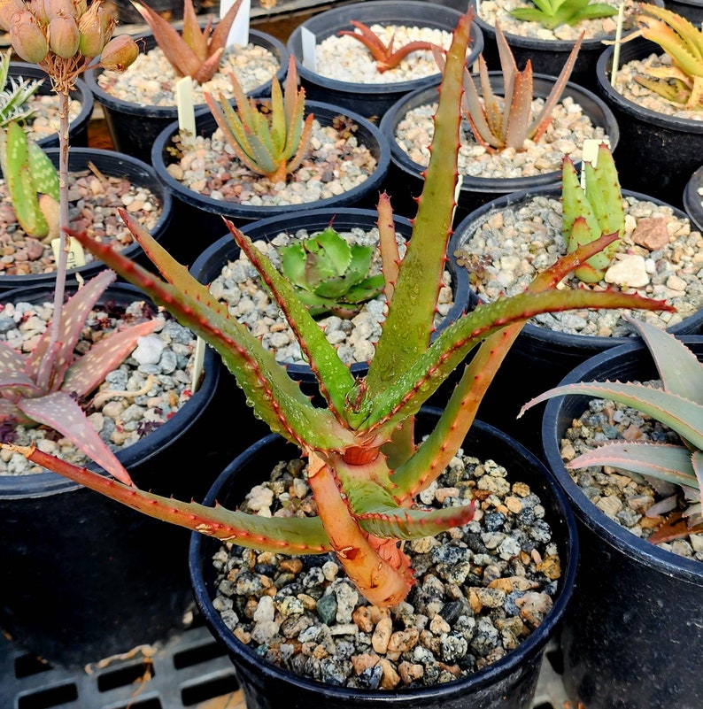 1g Aloe Rupestris. These are tree aloes from South Africa. These get beautiful bottlebrush blooms. Very cold hardy,tested to 27 at CR image 3