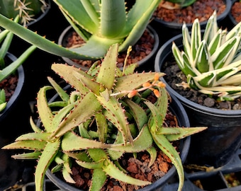 Lg.1g Rare Dwarf Aloe Castilloniae: Madagascar Succulent. - Etsy