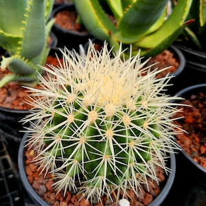 1g Echinocactus grusonii albispinus, aka white spine barrel cactus. Gorgeous addition to your landscape, also make great container plants.