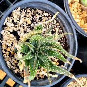 1g Aloe Humilis cluster. These are purebred humilis. Highly sought after aloe. image 3