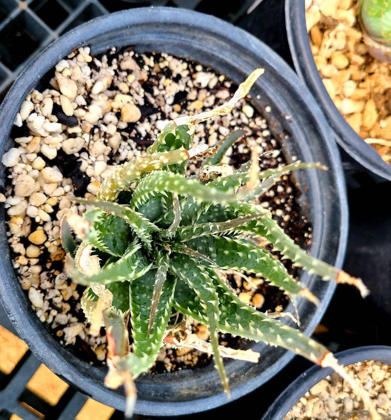 1g Aloe Humilis cluster. These are purebred humilis. Highly sought after aloe. image 3