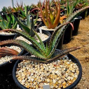 2g size Aloe Umfoloziensis, branched red blooms up to 5ft. Stemless and sucker&#39;s freely. Cold hardy to 25 degrees Fahrenheit. Seed grown