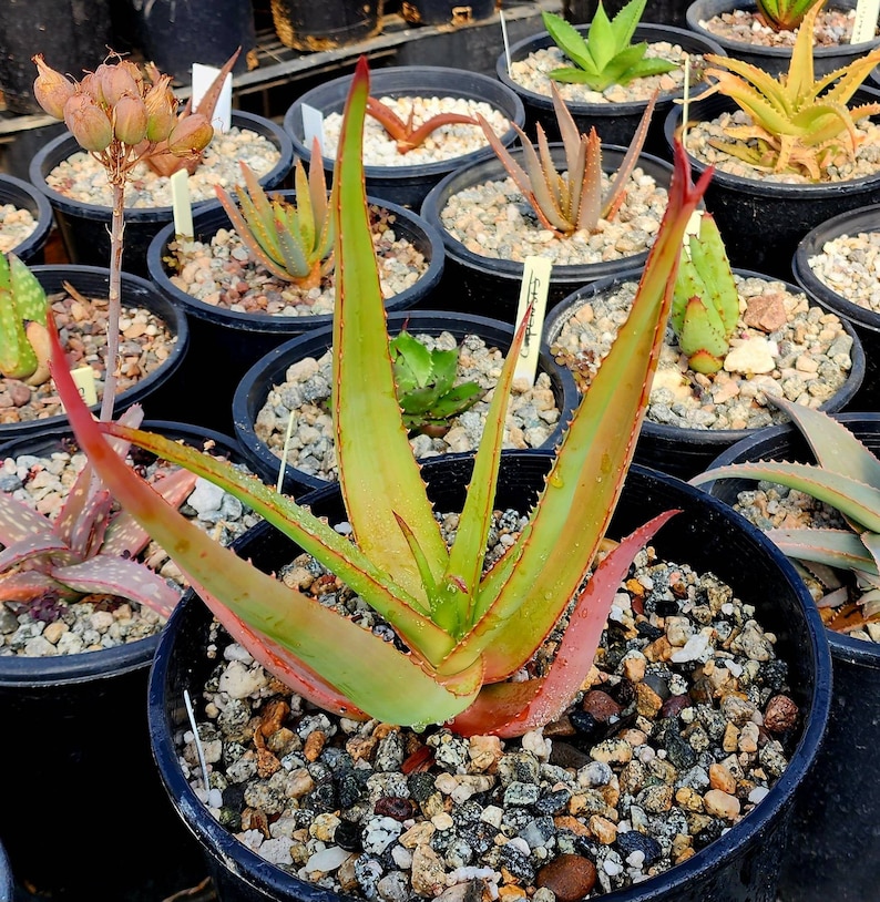 2g Aloe Alooides hybrid. Top shelf, seed grown at Circadian Rhythm. This should be interesting plants as they muture. Flower is unknown image 1