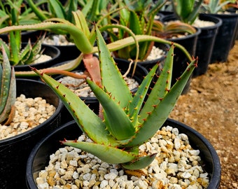 ＡＬＯＥです。 Amazon.com : ALO Sparkling White Grape Carbonated Aloe Vera Juice