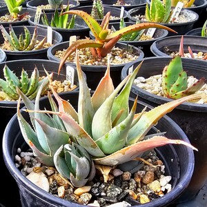 1g Aloe Deltoideodonta, aloe of Madagascar. Small clustering aloes, they tend to bloom several times a year. Must have for the collector.