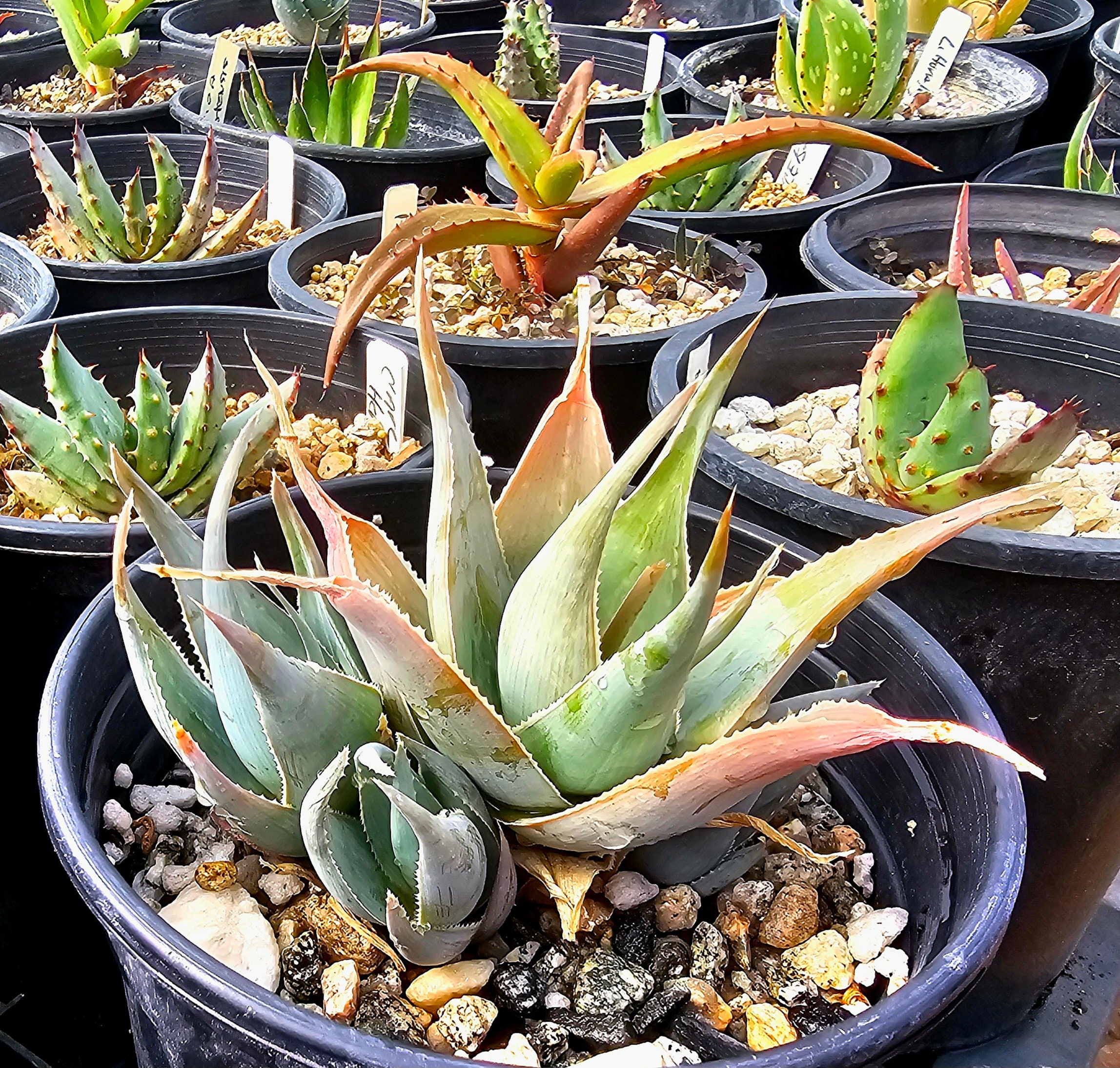 1g Aloe Deltoideodonta, Aloe of Madagascar. Small Clustering Aloes - Etsy