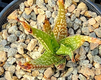 Sm. 1g Aloe Bertemariae,rarely seen aloes from the Ogaden area of Southeastern Ethiopia. These are seed grown at Circadian Rhythm, top shelf