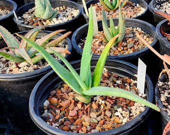 1g rare Aloe Tewoldei, a cremnophilous species found in the Harerge Region of Ethiopia. Must have for the aloe collector. Top shelf