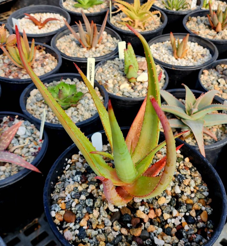 2g Aloe Alooides hybrid. Top shelf, seed grown at Circadian Rhythm. This should be interesting plants as they muture. Flower is unknown image 3