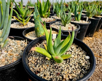 New Circadian Rhythm hybrid 2g Aloe Falcata x Amudatensis v. Amudatensis. Gorgeous foliage, beautiful blooms,cold hardy to 27,pest resistant