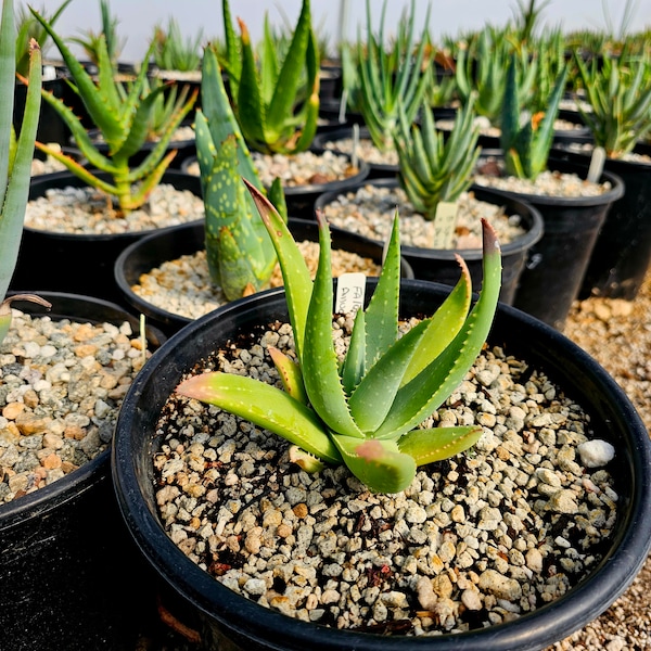 New Circadian Rhythm hybrid 2g Aloe Falcata x Amudatensis v. Amudatensis. Gorgeous foliage, beautiful blooms,cold hardy to 27,pest resistant