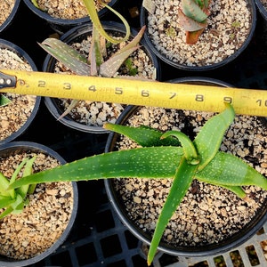 Gorgeous 2g Aloe Buhrii hybrid, incredible foliage. Top shelf, seed grown by Circadian Rhythm. Expected to be awesome bloomers. image 9