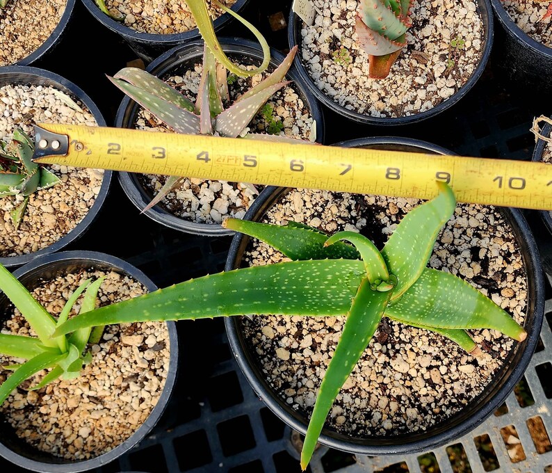 Gorgeous 2g Aloe Buhrii hybrid, incredible foliage. Top shelf, seed grown by Circadian Rhythm. Expected to be awesome bloomers. image 9