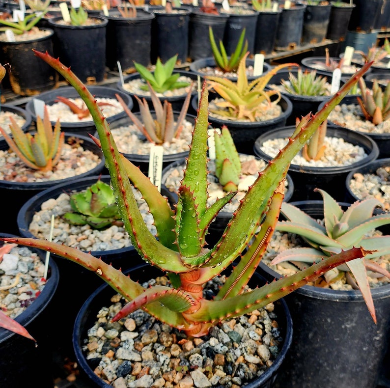 1g Aloe Rupestris. These are tree aloes from South Africa. These get beautiful bottlebrush blooms. Very cold hardy,tested to 27 at CR image 7