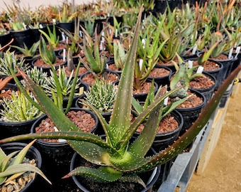 Aloe Ellenbeckii, Aloe Dumetorum, Gorgeous Foliage Colors and Stunning  Blooms. - Etsy