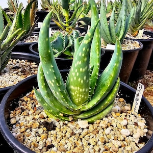 Rare 2g Aloe Gariepensis, seed grown and top shelf.Gariepensis is usually solitary.Native to Northern Cape to Namaqualand on rocky slopes image 6