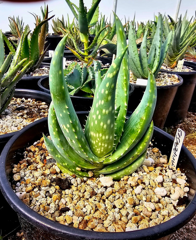 Rare 2g Aloe Gariepensis, seed grown and top shelf.Gariepensis is usually solitary.Native to Northern Cape to Namaqualand on rocky slopes image 6