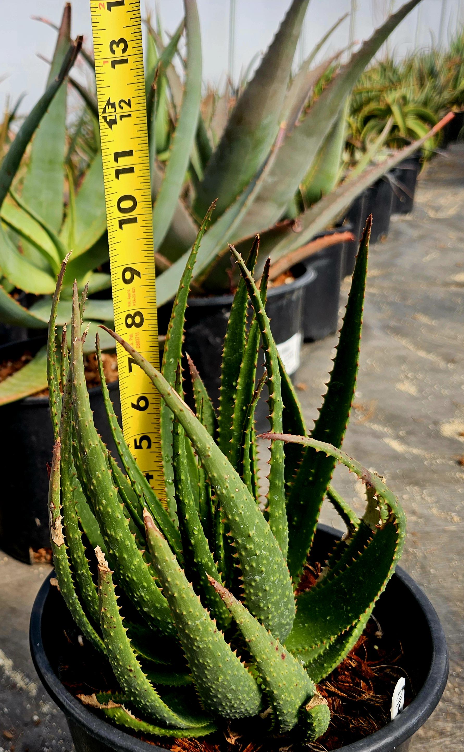 2g Aloe Capitata X Humilis Hybrid, Forest Green Bumpy Foliage, Red ...