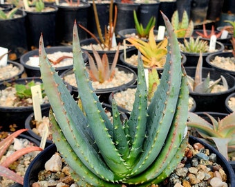 Gorgeous 2g Aloe Gerstneri, rare species from South Africa, KwaZulu-Natal province. Incredible bloomers, must have aloes!