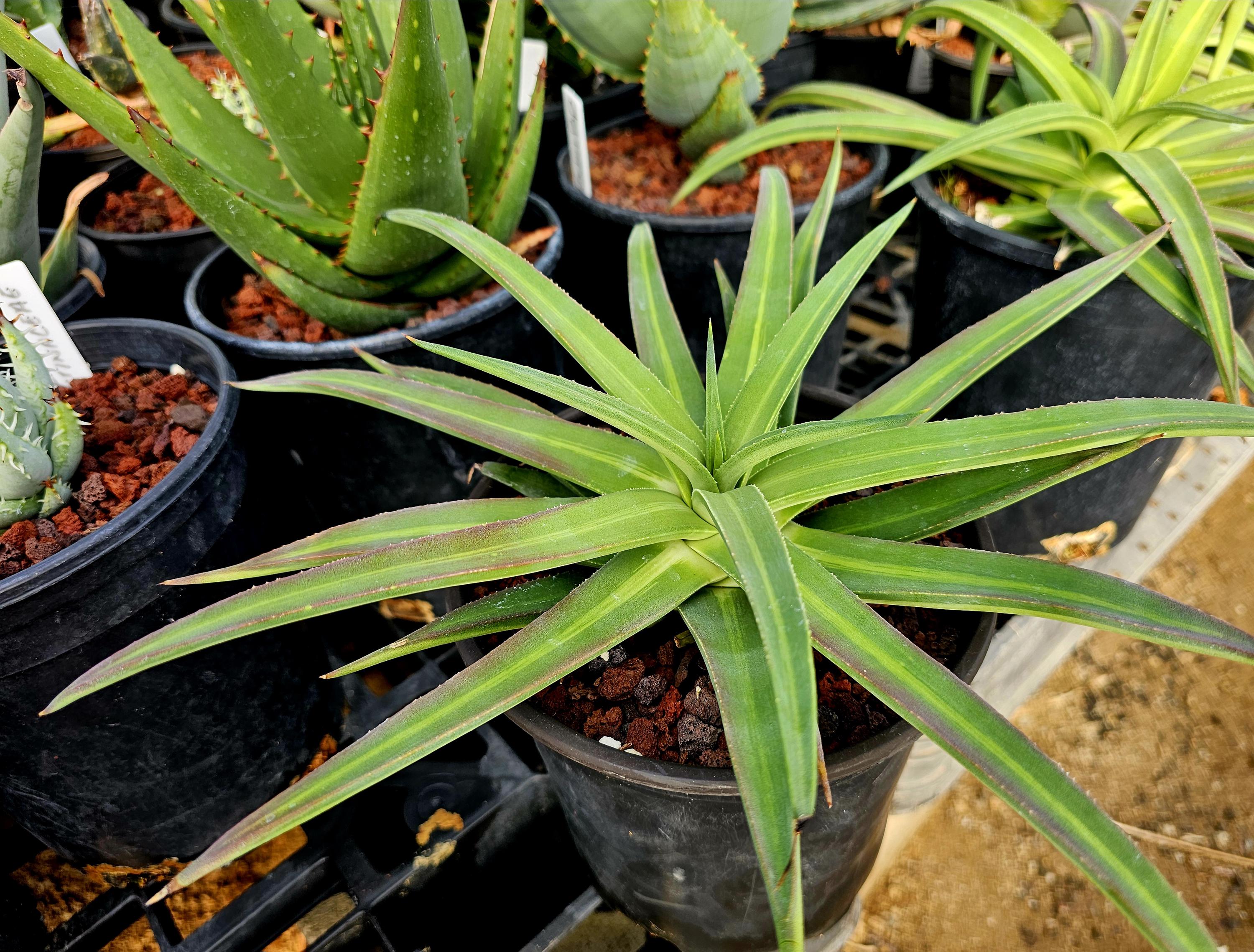 1g Agave Nizandensis: Rare Spineless Container Agave - Etsy