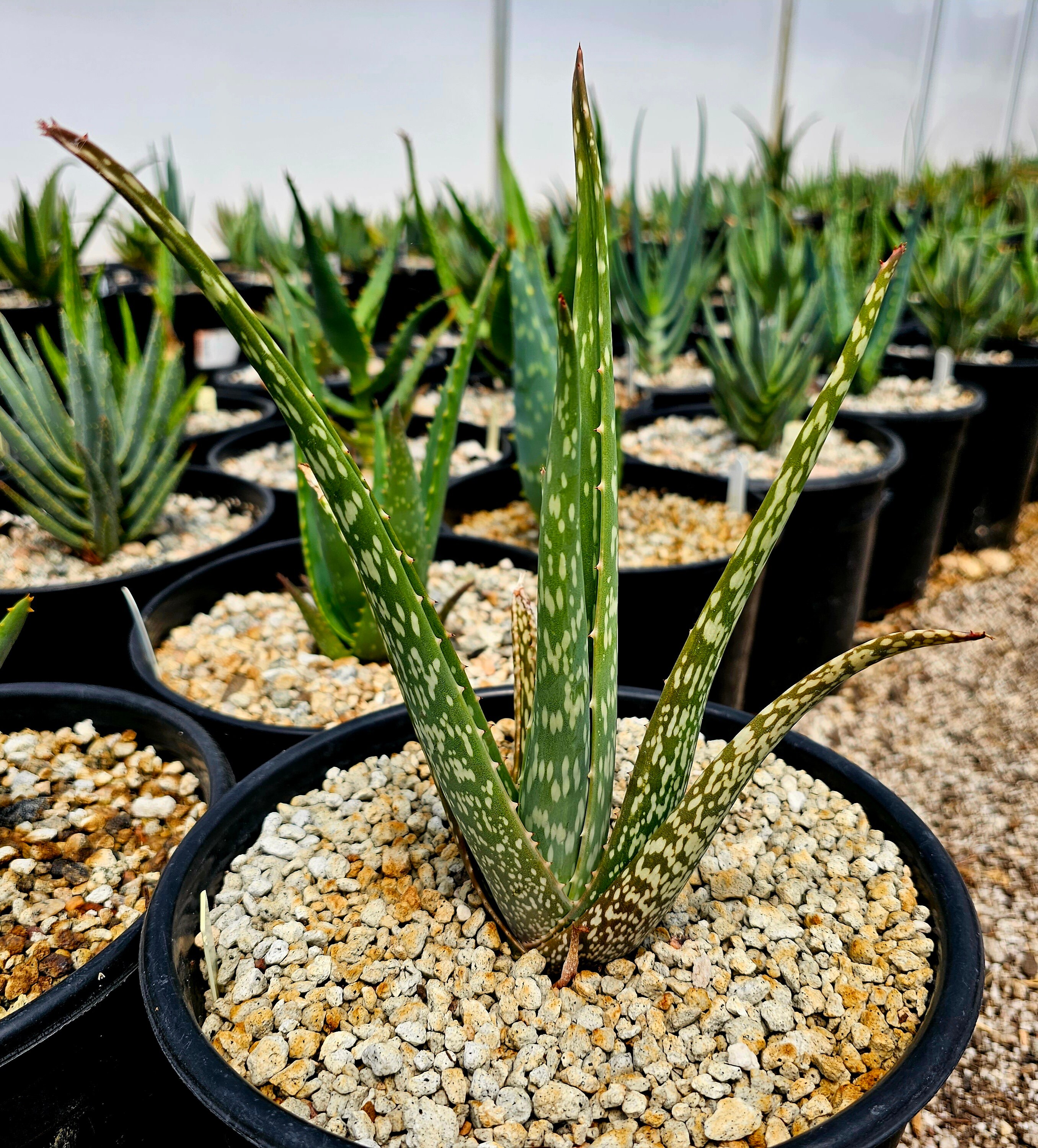 2g Aloe Trichosantha Longiflora: Reddish Pink Fuzzy Blooms, Cold