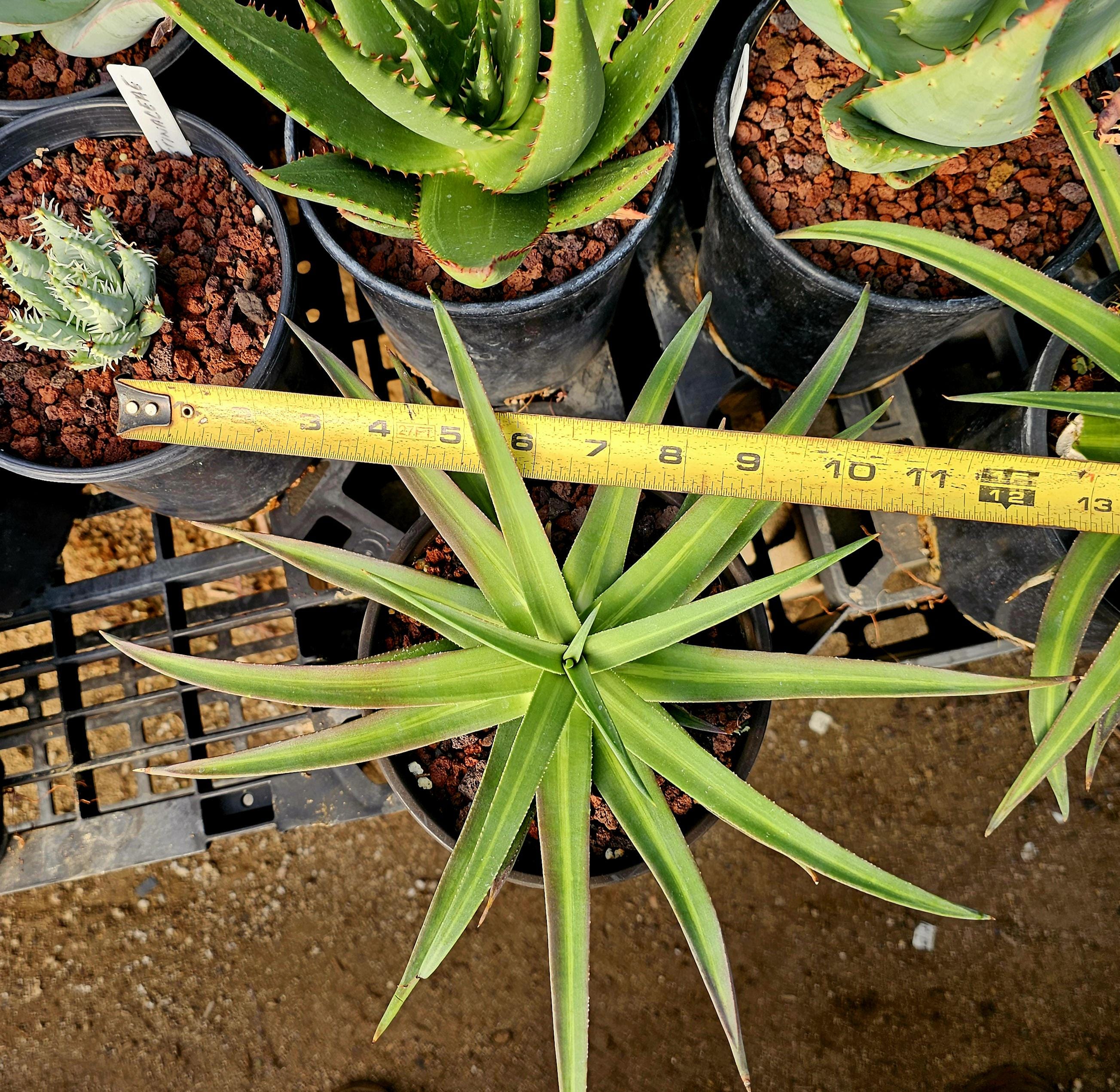 1g Agave Nizandensis: Rare Spineless Container Agave - Etsy