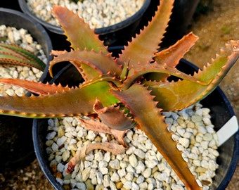 2g Aloe Elgonica,top shelf, stunning foliage and blooms. Excellent landscape aloes, cold hardy tested to 27 degrees at Circadian Rhythm