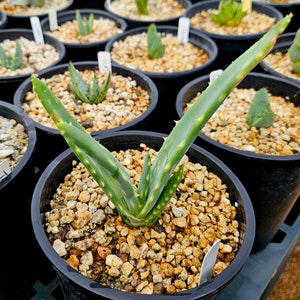 Seed grown 1g Aloe Esculenta, a rarely seen aloe of Angola. Gorgeous bloomers, stunning foliage, must have aloe for the collector. Top shelf image 4