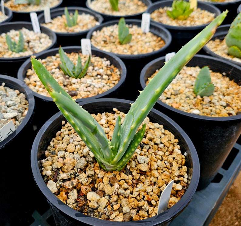 Seed grown 1g Aloe Esculenta, a rarely seen aloe of Angola. Gorgeous bloomers, stunning foliage, must have aloe for the collector. Top shelf image 4