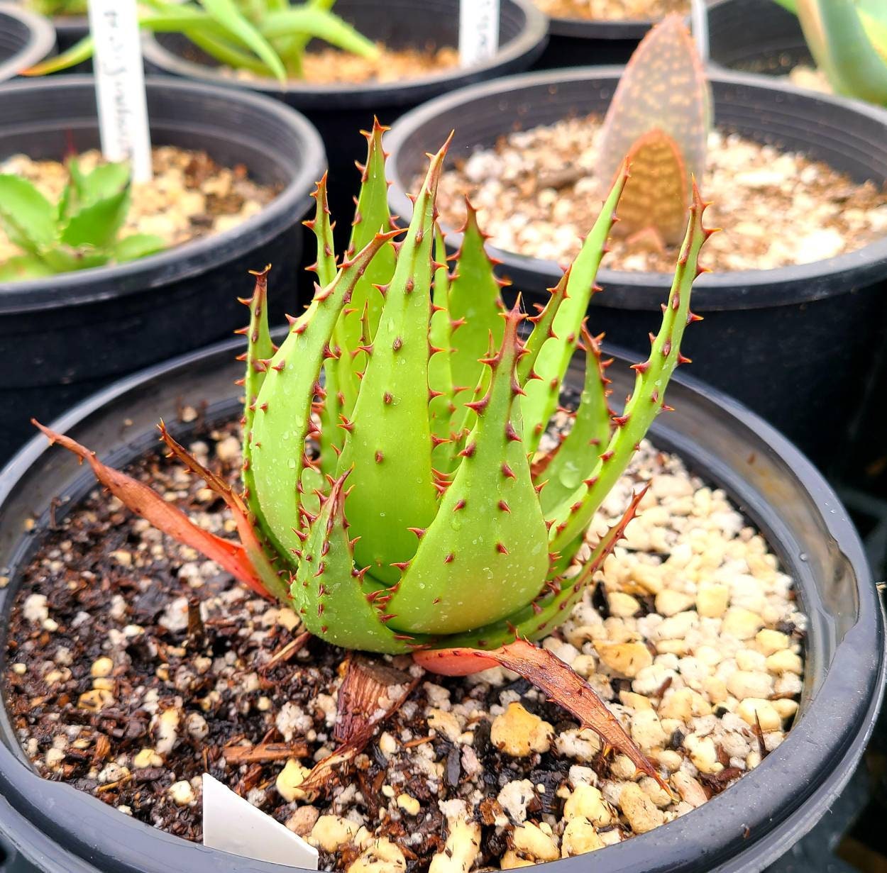 aloe vera gel haarwachstum Bio Aloe Vera Gel