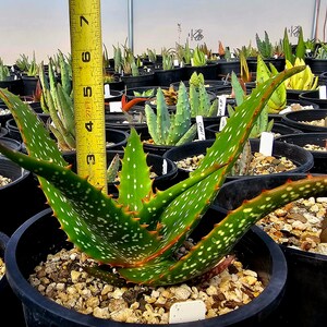 Rare 1g Aloe Turkanensis hybrid. Gorgeous foliage with stunning red teeth and the foliage even redden with stress.Excellent top shelf hybrid image 9