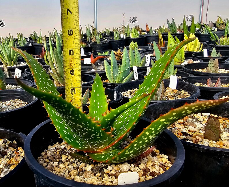 Rare 1g Aloe Turkanensis hybrid. Gorgeous foliage with stunning red teeth and the foliage even redden with stress.Excellent top shelf hybrid image 9