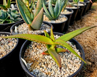 We're offering a 2g Aloe Angelica, Rarely seen in cultivation tree aloe. These are seed grown from African seed stock. A must have aloe.