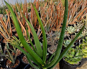Rare Aloe Gariepensis: Seed Grown Succulent (2g) - Etsy