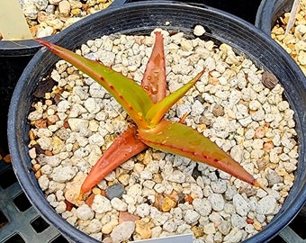 We're offering a 1g Aloe Angelica, Rarely seen in cultivation tree aloe. These are seed grown from African seed stock. A must have aloe.