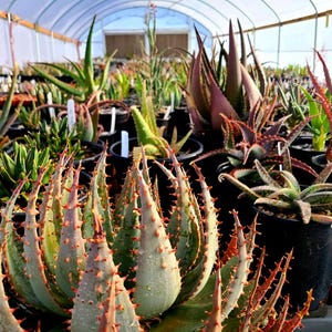 May include: A close-up of a variety of succulents in pots, including a large, spiky, green and red succulent in the foreground. The succulents are growing in a greenhouse setting.