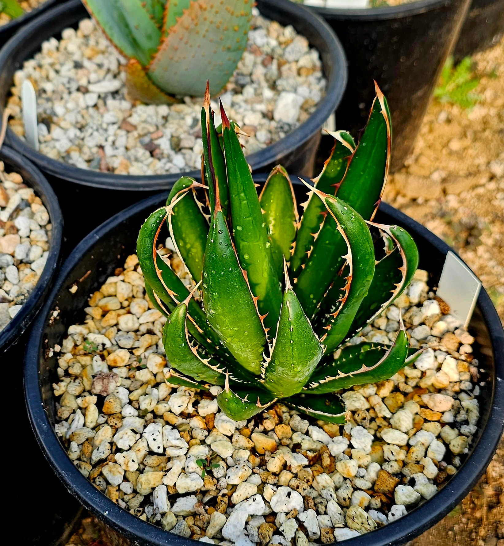 Agave Horrida Perotensis: Cold Hardy Succulent, Seed Grown (2g) - Etsy