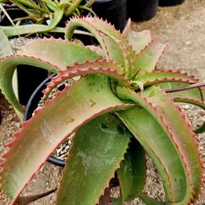 5g Aloe Vanbalenii, seed grown. These aloes can change from an apple green to red coloring. The Ocopussy Aloe is a must-have aloe!